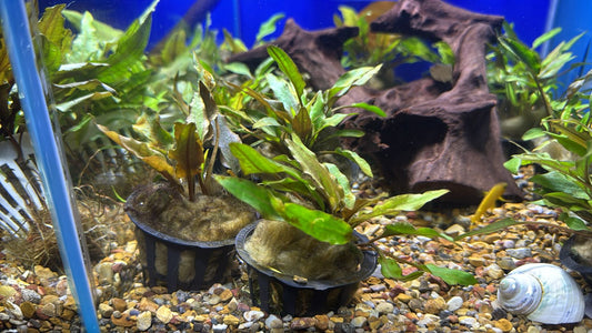 Cryptocoryne undulata