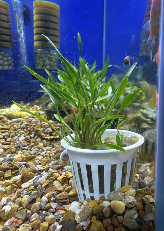 Cryptocoryne willisii