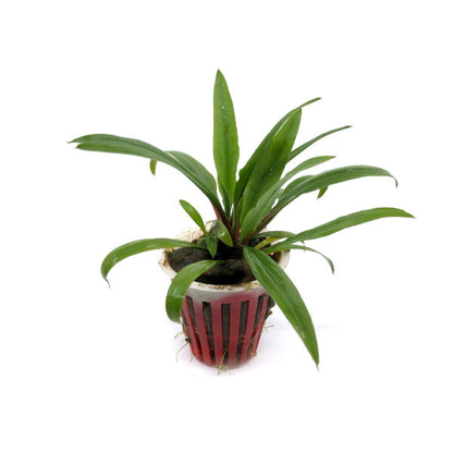 Cryptocoryne albida