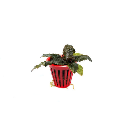 Cryptocoryne becketii