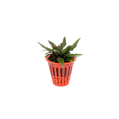 Cryptocoryne petchii