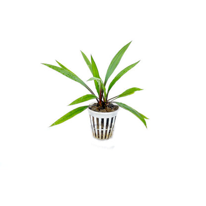 Cryptocoryne spirales "tiger"
