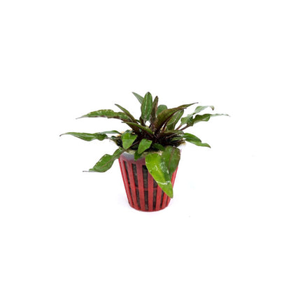 Cryptocoryne undulata