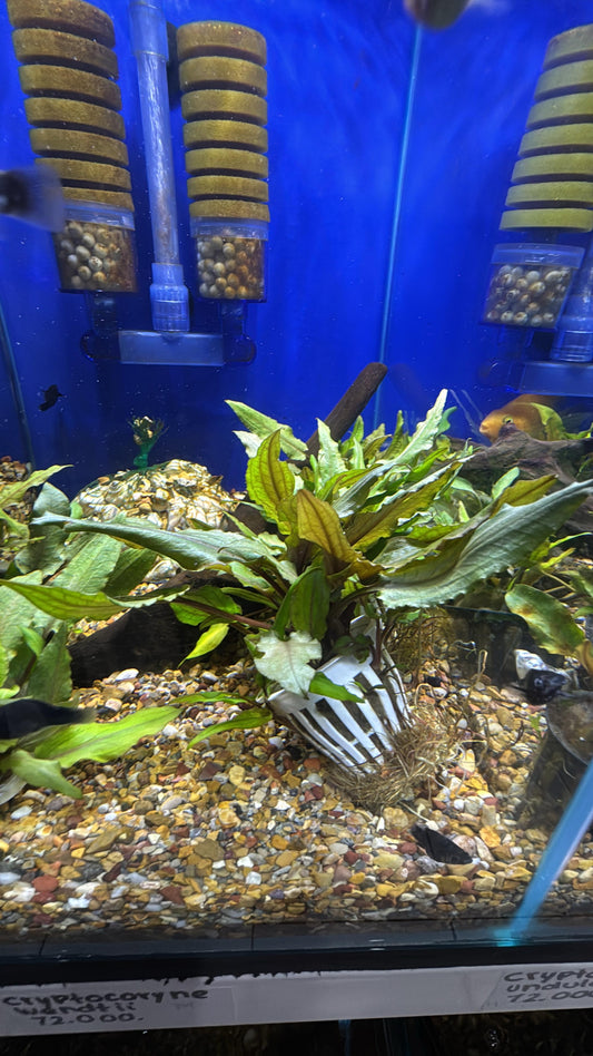 Cryptocoryne wendtii