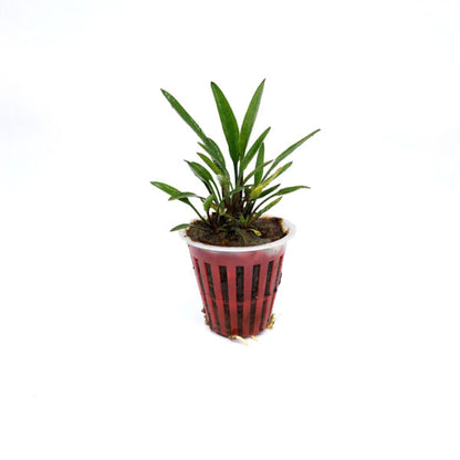 Cryptocoryne willisii