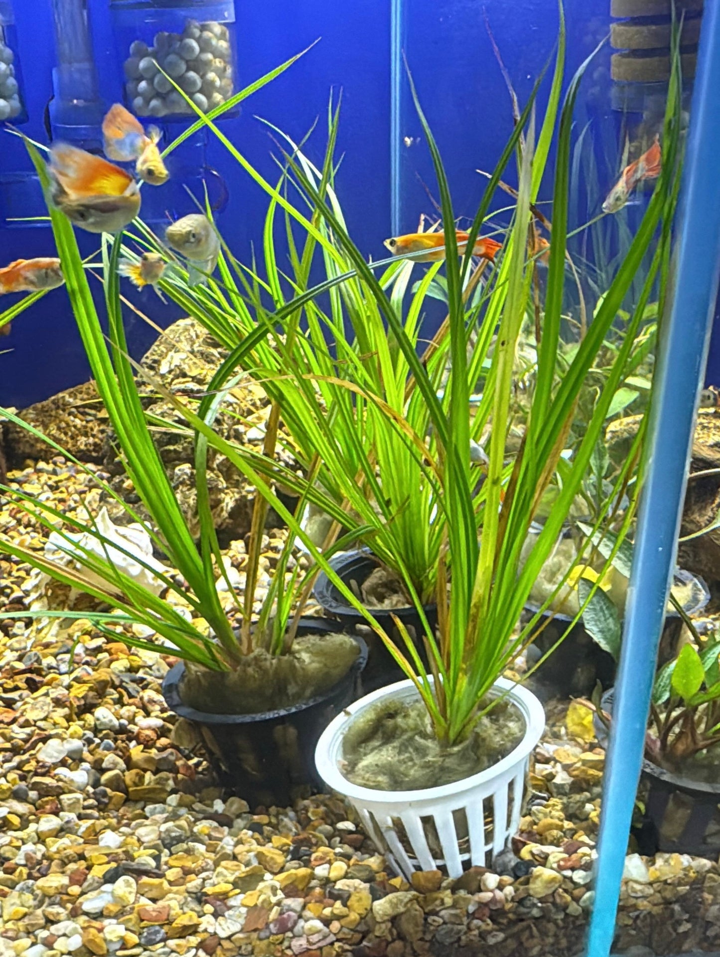 Cyperus helferi