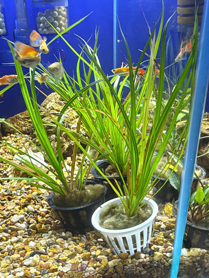 Cyperus helferi