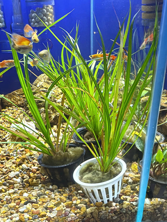 Cyperus helferi