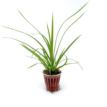 Cyperus helferi