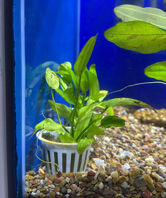 Echinodorus cordifolius marble queen