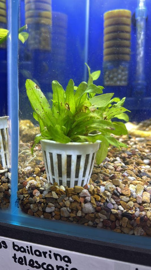 Echinodorus ozelot
