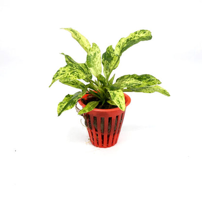 Echinodorus cordifolius marble queen