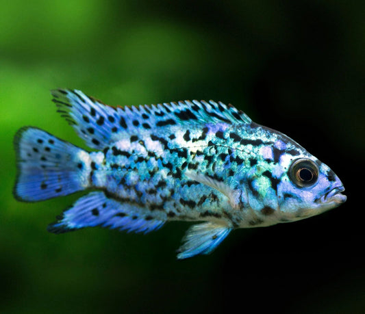 Blue dempsey
