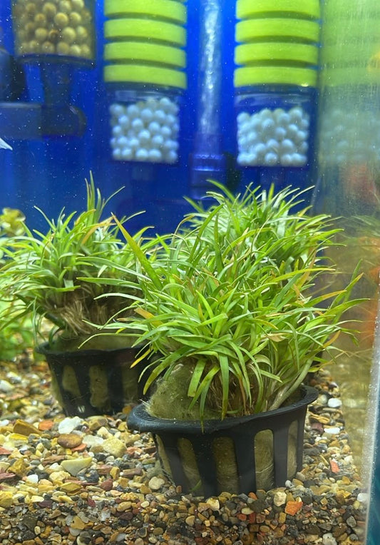 Eriocaulon vietnam