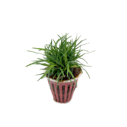 Eriocaulon vietnam