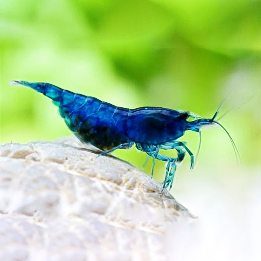 Gambas blue velvel