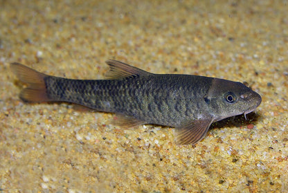 Garrarufa