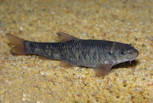 Garrarufa