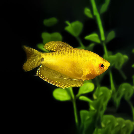 Gurami dorado