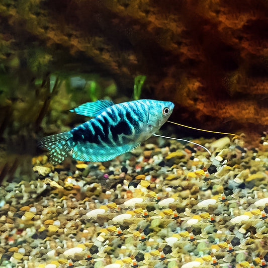 Gurami azul
