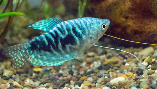 Colisa azul