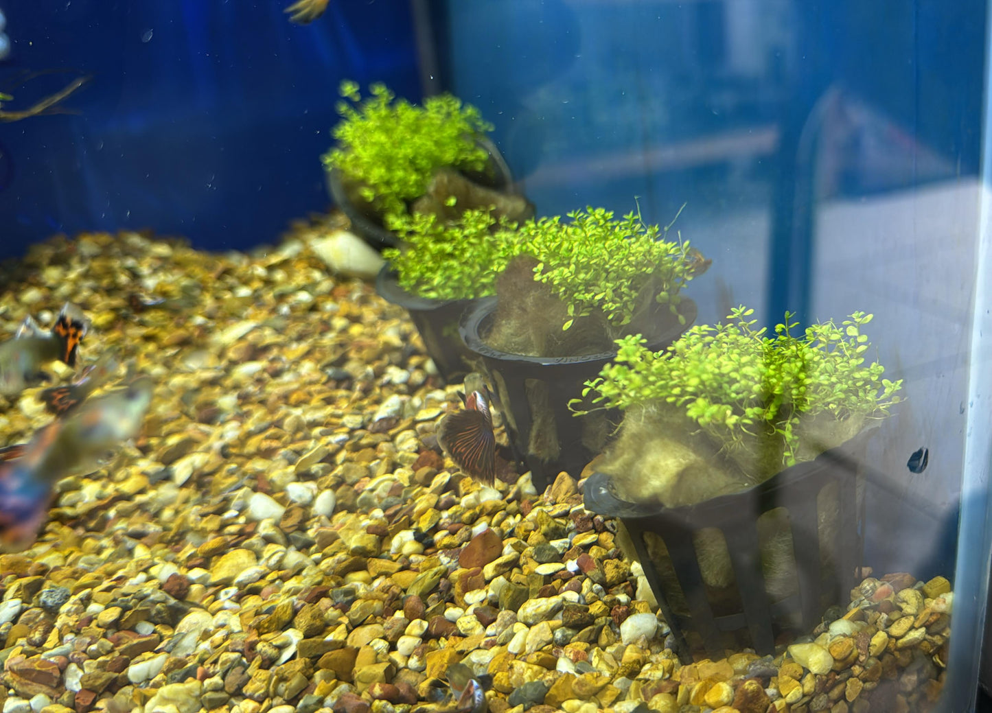 Hemianthus callitrichoides (cuba)