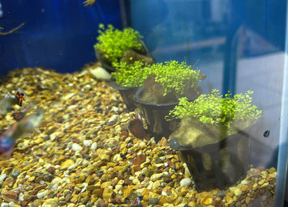Hemianthus callitrichoides (cuba)