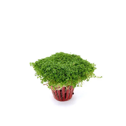 Hemianthus callitrichoides (cuba)