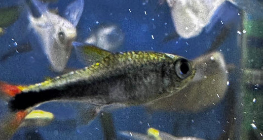 Hemiodo Coli Rojo