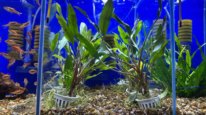 Homalomena sekadau