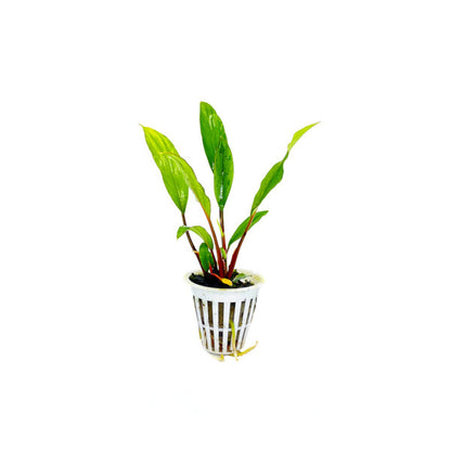 Homalomena sekadau
