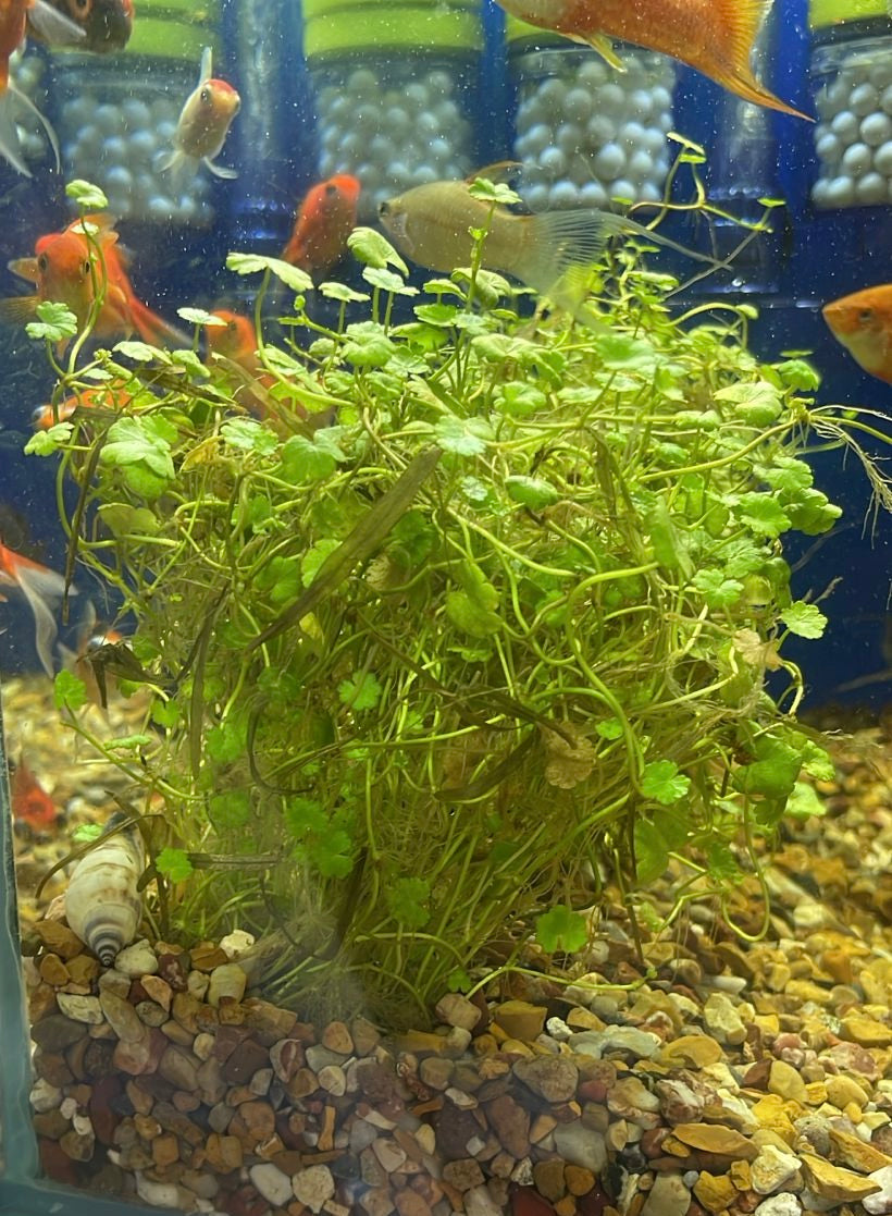 Hydrocotyle sibthorpioides