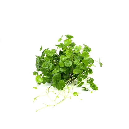 Hydrocotyle sibthorpioides