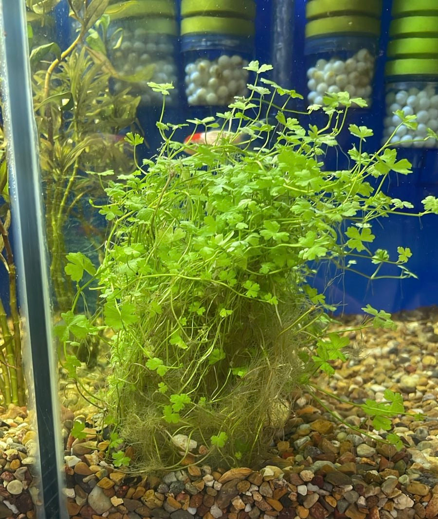 Hydrocotyle tripartita