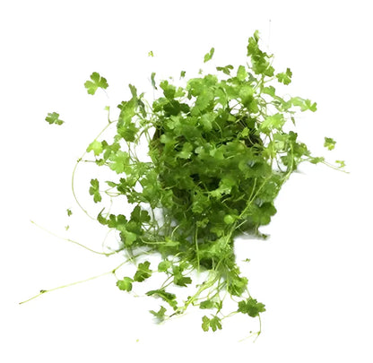 Hydrocotyle tripartita
