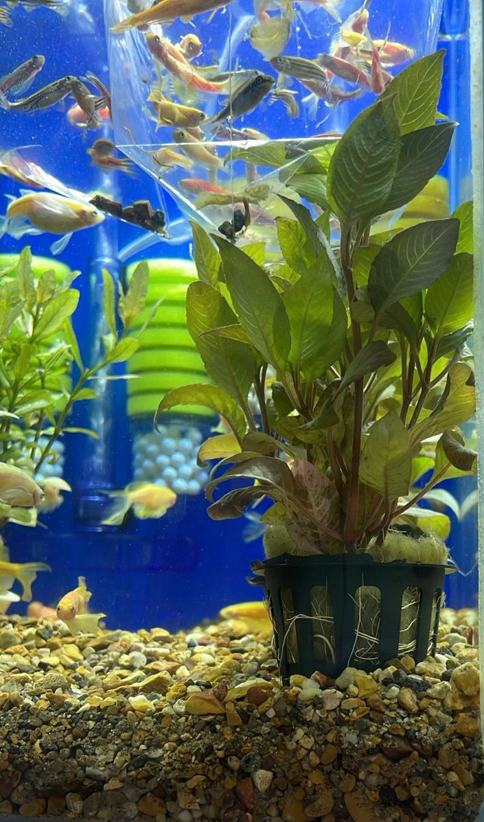 Hygrophila corymbosa compacta