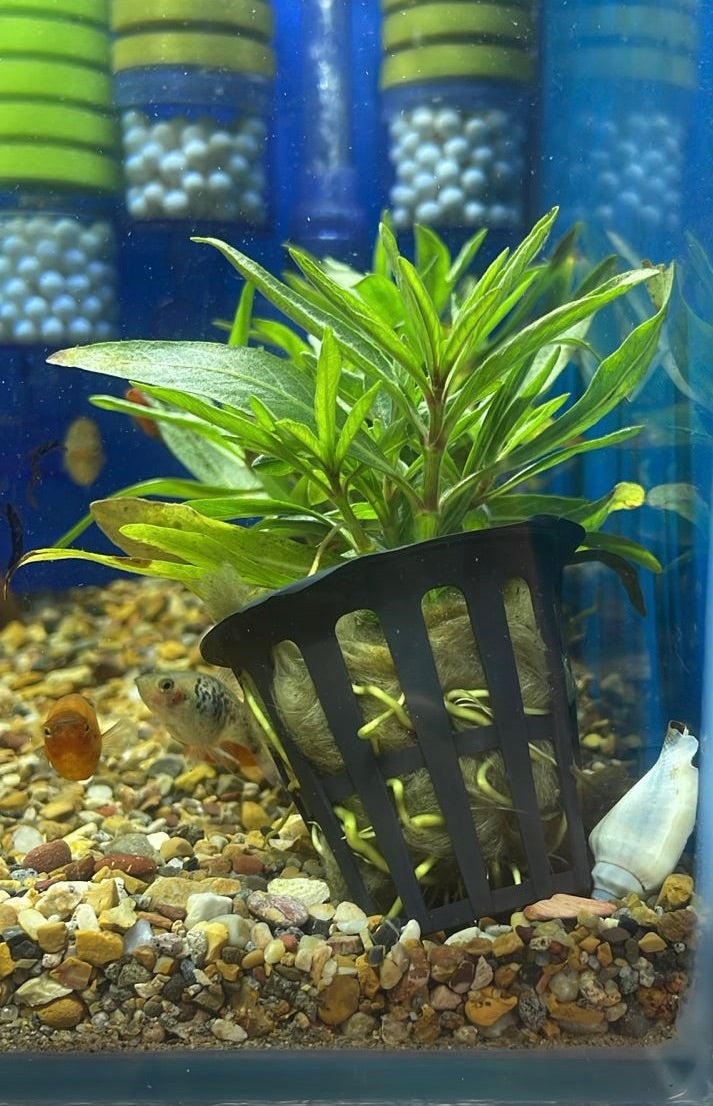 Hygrophila odora