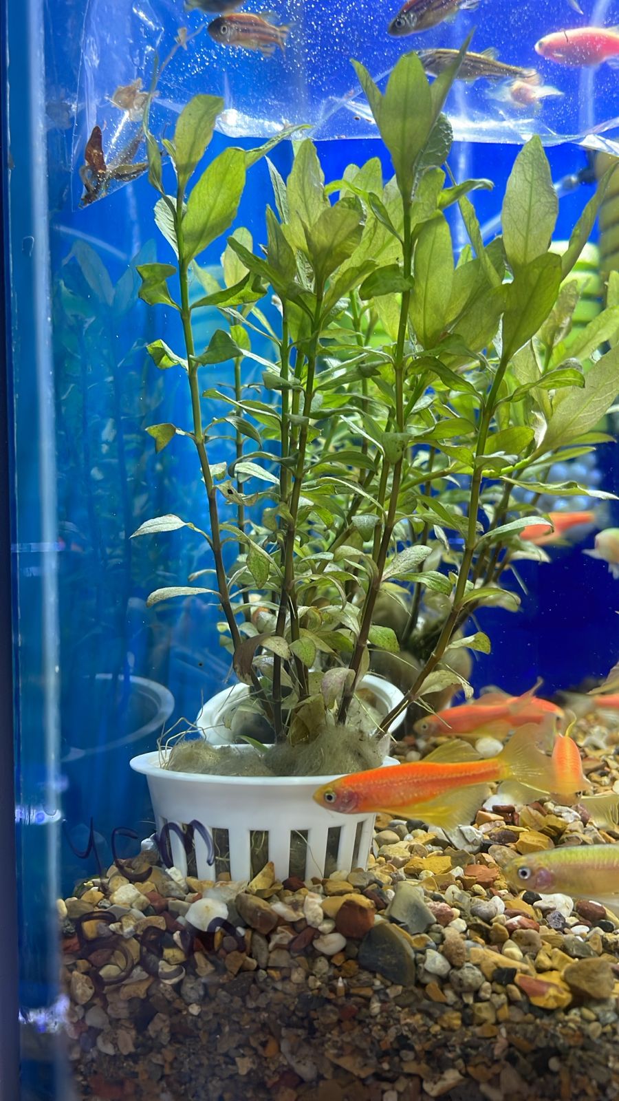 Hygrophila polysperma rosanervig