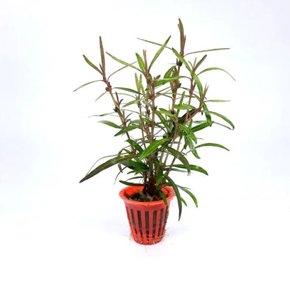 Hygrophila araguaia