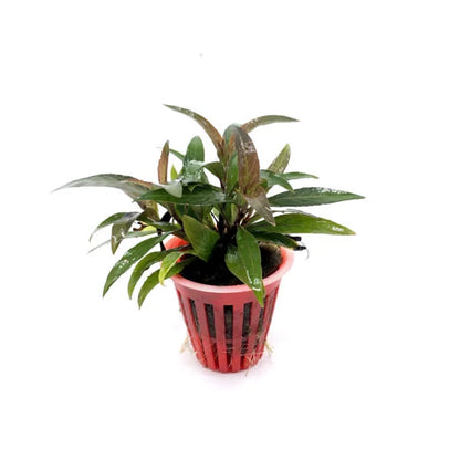 Hygrophila corymbosa