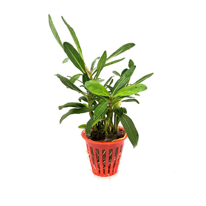 Hygrophila odora