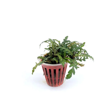 Hygrophila pinnatifida