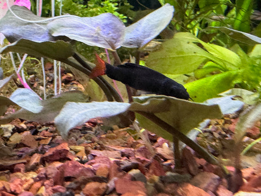 Labeo arcoiris o labeo bicolor