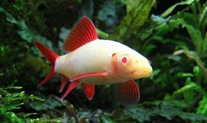 Labeo albino