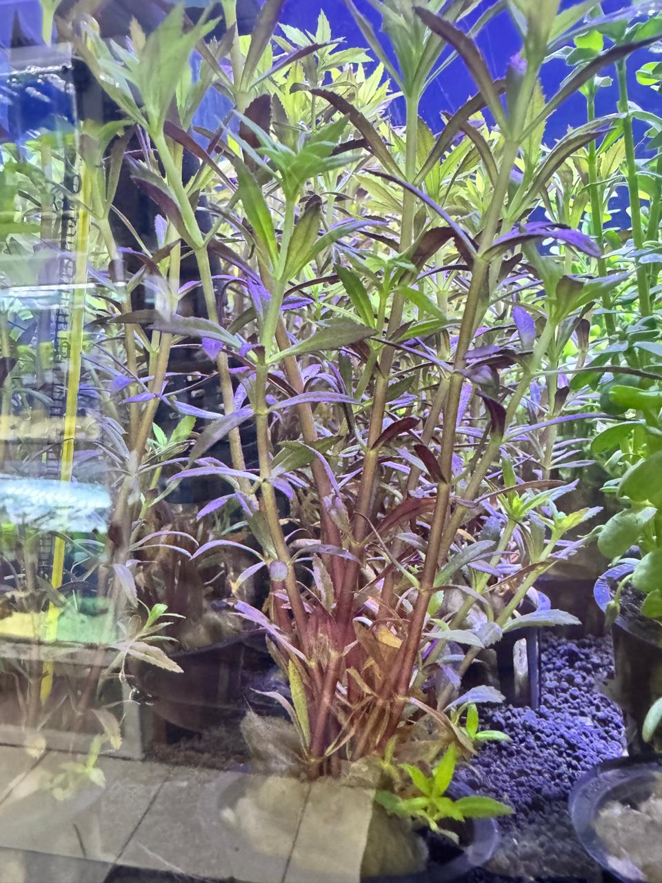 Limnophila aromatica
