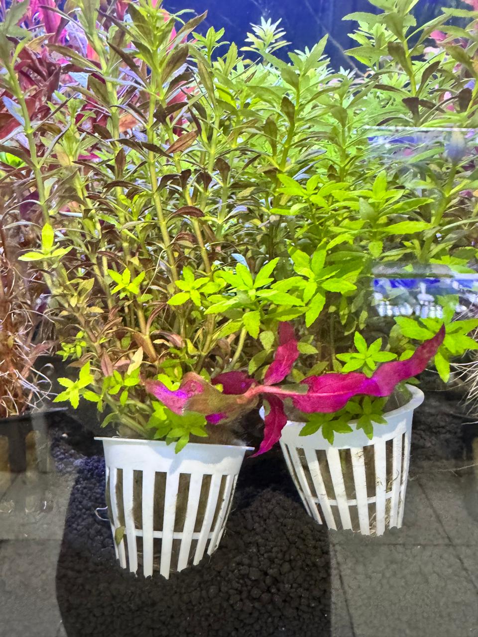 Limnophila aromatica "mini"