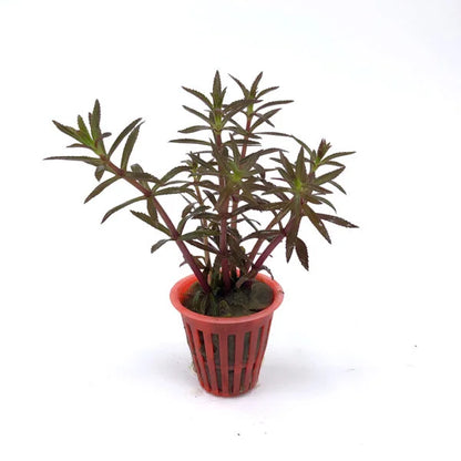 Limnophila aromatica