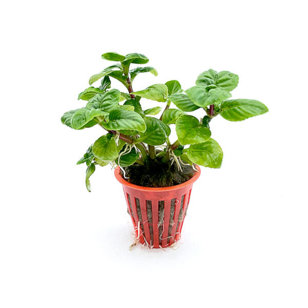 Limnophila rugosa