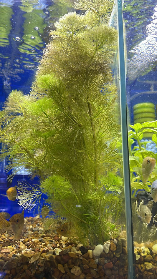 Limnophila sessirifolia (Ambulia)