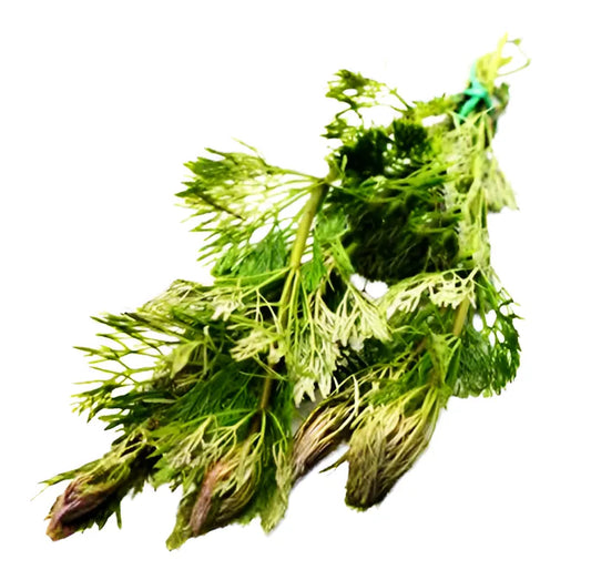 Limnophila sessirifolia (Ambulia)